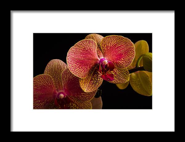 Fjm Multimedia Framed Print featuring the photograph Orchids by Frank Mari