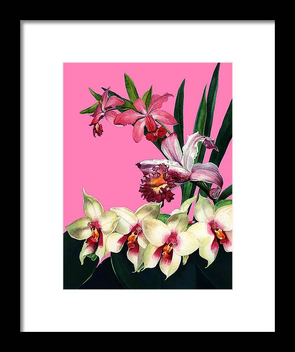Orchid Framed Print featuring the mixed media Orchids by Steven Stines