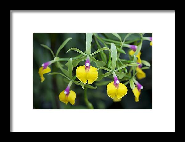 Orchids Framed Print featuring the photograph Orchids by Sue Morris