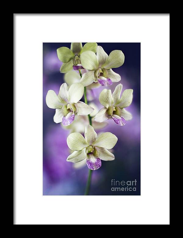 Hawaii Framed Print featuring the photograph Orchids by Sylvia Cook