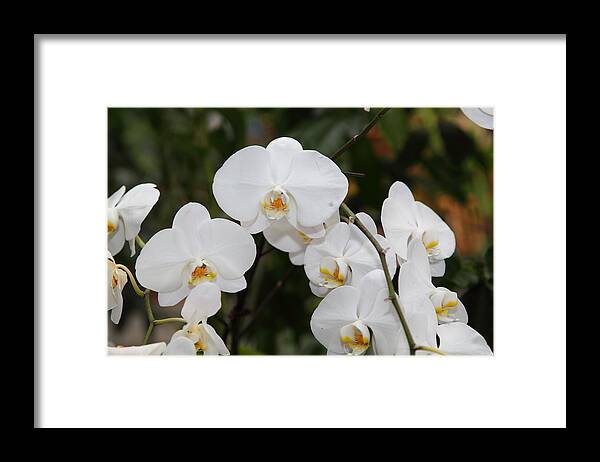 Washington Framed Print featuring the photograph Orchids - US Botanic Garden - 011327 by DC Photographer