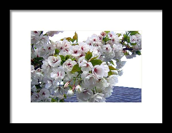 Oregon Cherry Blossoms Framed Print featuring the photograph Oregon Cherry Blossoms by Will Borden