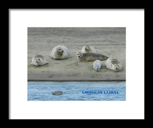 Netarts Bay Framed Print featuring the photograph Oregon Coast Seals by Gallery Of Hope 