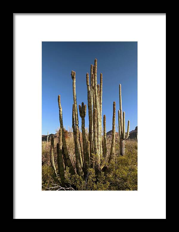 Organ Pipe Cactus Framed Print featuring the photograph Organ Pipe Cactus by Jim West