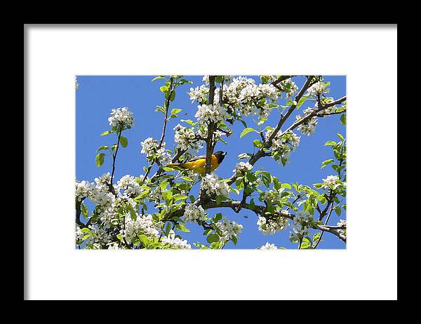 Oriole Framed Print featuring the photograph Oriole in a Pear Tree by Natalie LaRocque