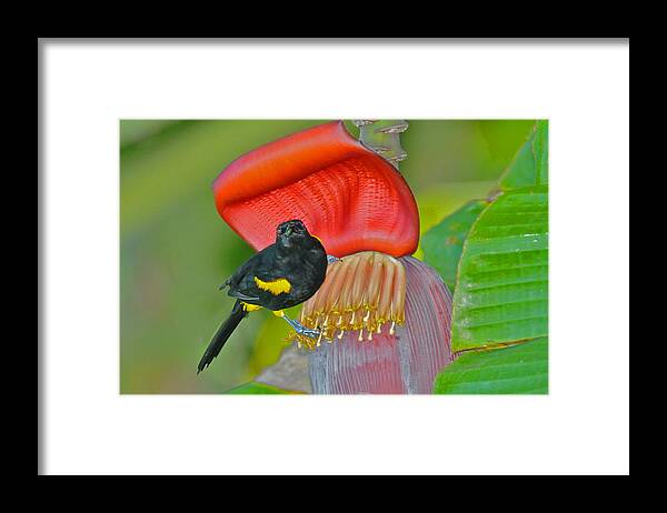 Bird Framed Print featuring the photograph Oriole in Banana Flower by Alan Lenk