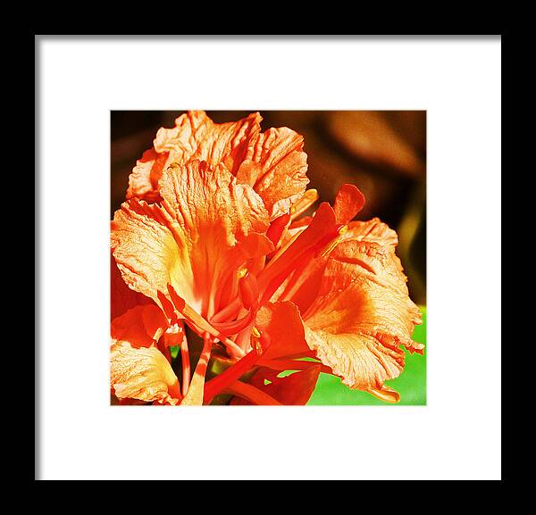 Ginger Framed Print featuring the photograph Ornamental Ginger by Margaret Saheed