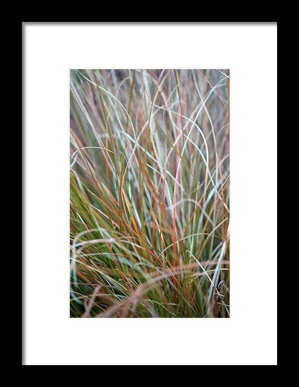 Abstract Art Framed Print featuring the photograph Ornamental Grass Abstract by E Faithe Lester