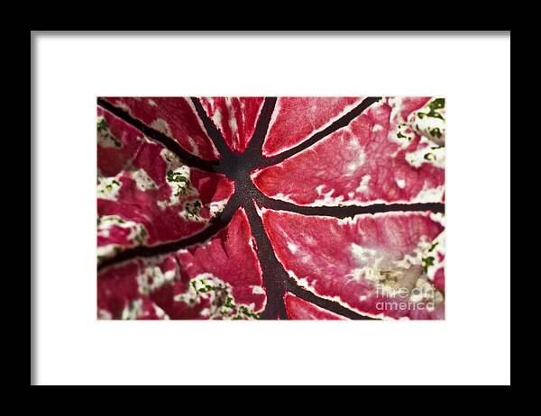 Heiko Framed Print featuring the photograph Ornamental Leaf by Heiko Koehrer-Wagner