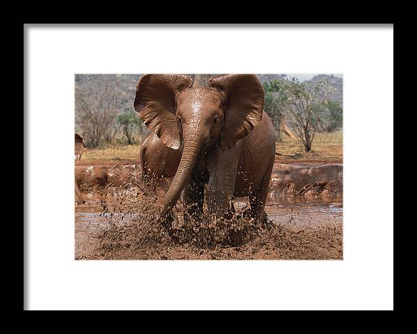 Feb0514 Framed Print featuring the photograph Orphan Isholta Playing In Mud Tsavo by Gerry Ellis
