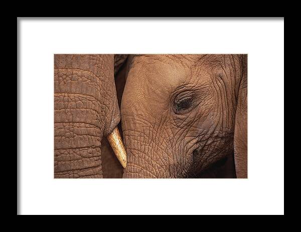 00204350 Framed Print featuring the photograph Orphans Malaika And Natumi Tsavo Kenya by Gerry Ellis