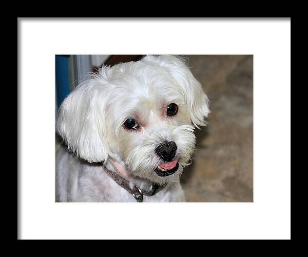 Dog Framed Print featuring the photograph Oscar by Rosalie Scanlon