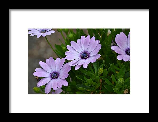 Osfeosperum Framed Print featuring the photograph Osfeosperum. by Terence Davis