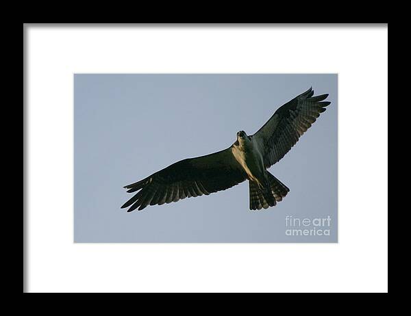 Osprey Art Framed Print featuring the photograph Osprey above the Androscoggin by Neal Eslinger