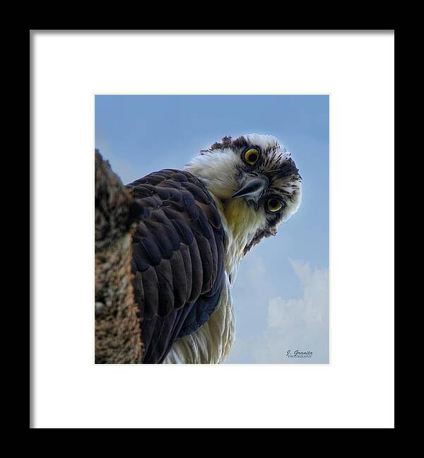 Osprey Sitting In Tree Framed Print featuring the photograph Osprey Close Up by Joe Granita
