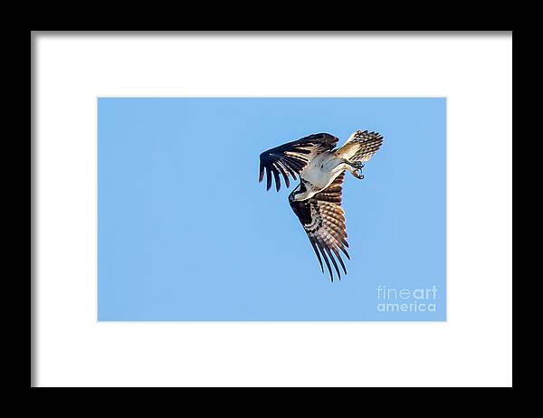 Osprey Framed Print featuring the photograph Osprey Diving by Robert Bales