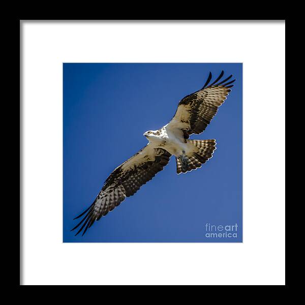 Osprey In Flight Framed Print featuring the photograph Osprey in Flight by Dale Powell