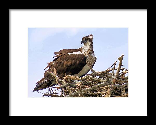 Birds Framed Print featuring the photograph Osprey by Janice Drew