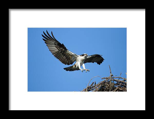 00221405 Framed Print featuring the photograph Osprey Landing by Tom Vezo