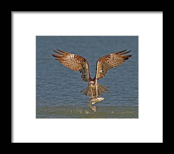 Osprey Framed Print featuring the photograph Osprey Morning Catch by Susan Candelario
