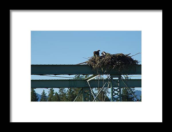 Osprey Framed Print featuring the photograph Osprey Nest with Mom and Chicks by Mick Anderson