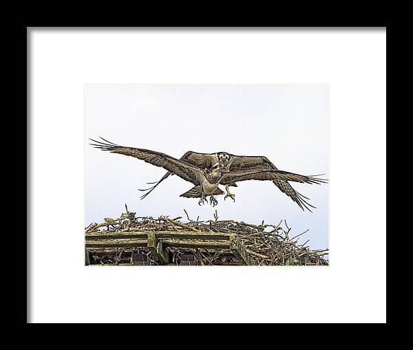 Osprey Framed Print featuring the photograph Osprey Wings And Talons by Constantine Gregory