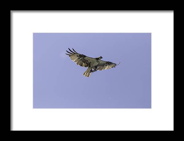 Osprey Framed Print featuring the photograph Osprey With Catch by Thomas Young