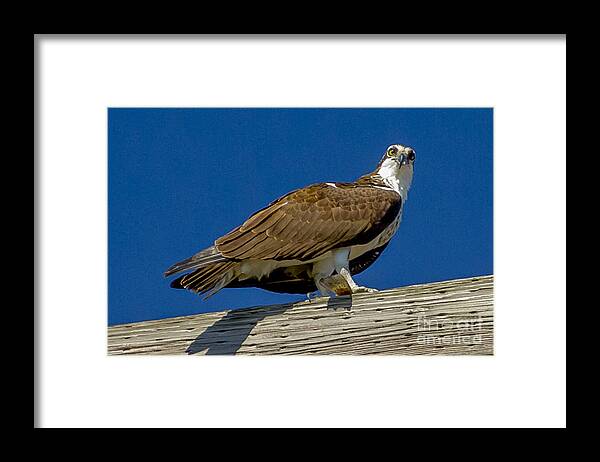 Osprey Framed Print featuring the photograph Osprey with Fish in Talons by Dale Powell