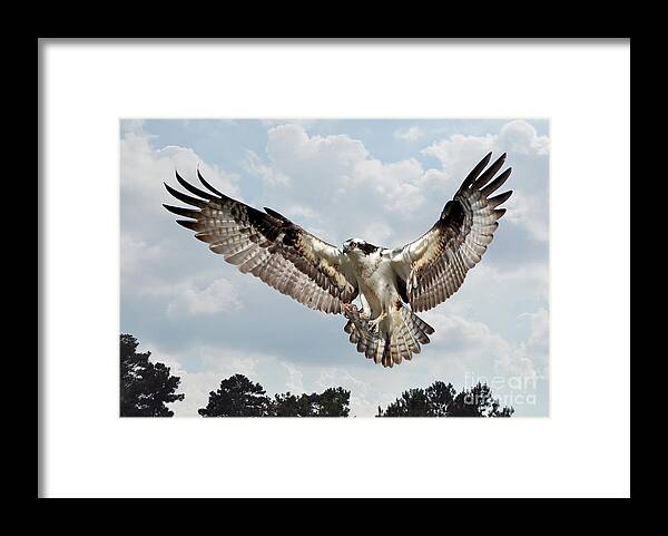 Birds Framed Print featuring the photograph Osprey With Fish In Talons by Kathy Baccari