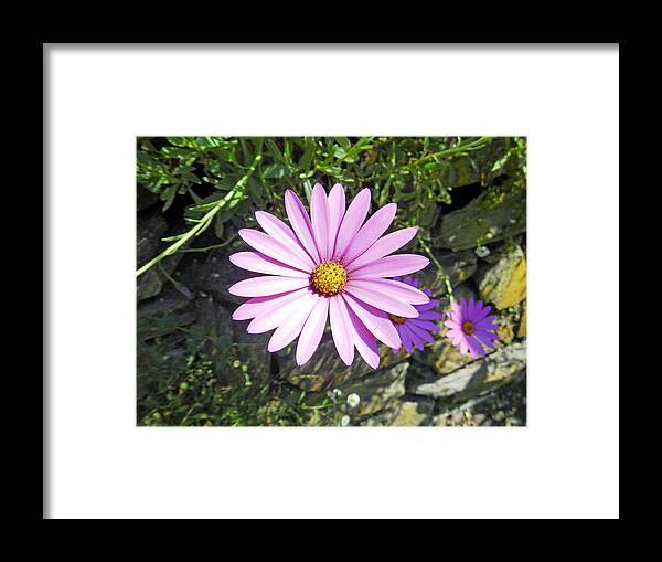 Europe Framed Print featuring the photograph Osteospermum - African Daisy - Pink by Rod Johnson