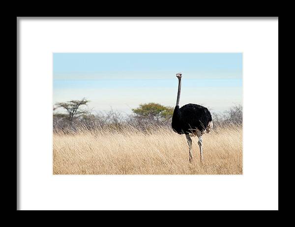 Grass Framed Print featuring the photograph Ostrich Struthio Camelus by Ignacio Palacios