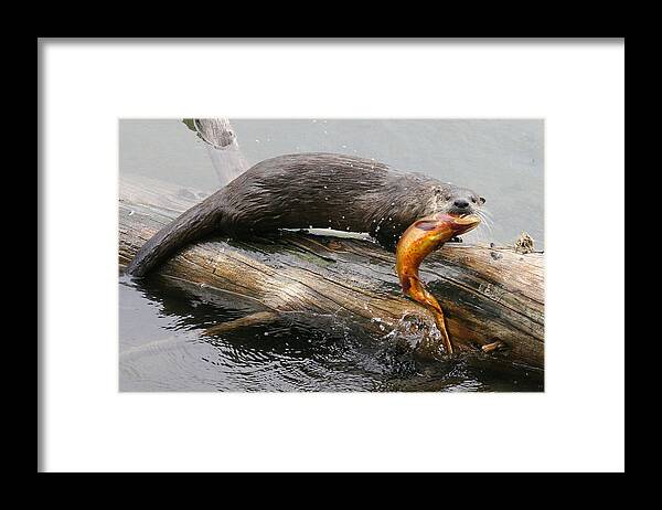 North American River Otter Framed Print featuring the photograph Otter with Trout by Max Waugh