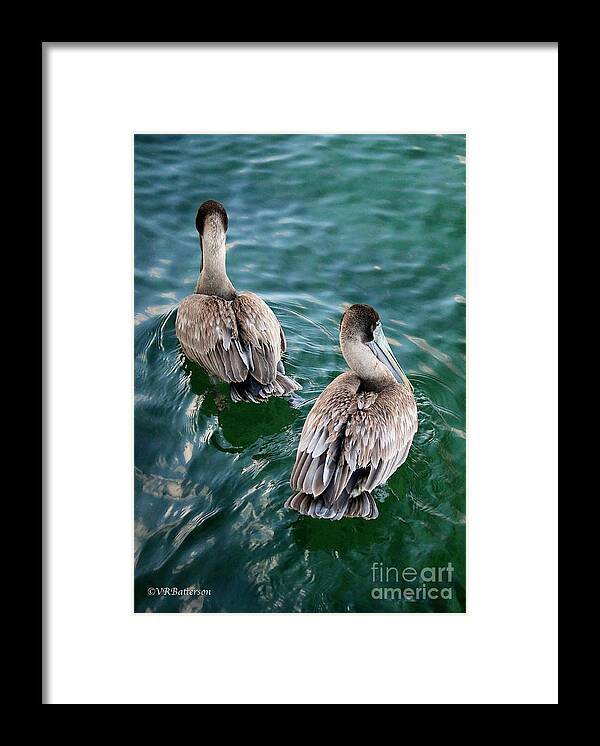 Pelicans Framed Print featuring the photograph Out for a Swim by Veronica Batterson
