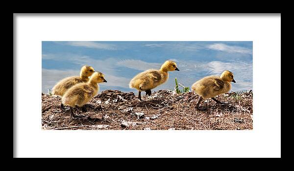 Gosling Framed Print featuring the photograph Out for a Walk Panorama by Vivian Christopher