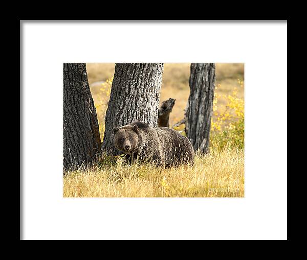 Wildlife Framed Print featuring the photograph Out For Lunch by Sandra Bronstein