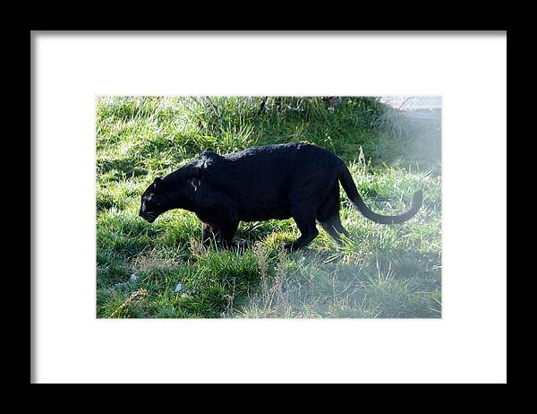Out Of Africa Framed Print featuring the photograph Out of Africa Black Panther by Phyllis Spoor