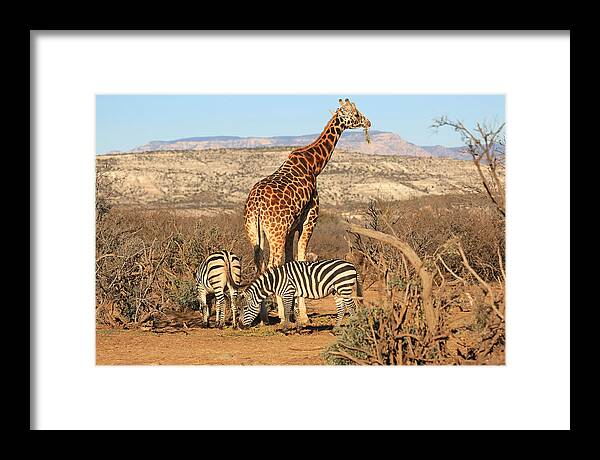 Giraffe Framed Print featuring the photograph Out Of Africa by Donna Kennedy