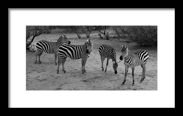 Out Of Africa Framed Print featuring the photograph Out of Africa Zebras by Phyllis Spoor
