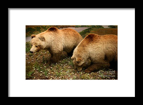 North America Photographs Framed Print featuring the photograph Out of hibernation by David Millenheft