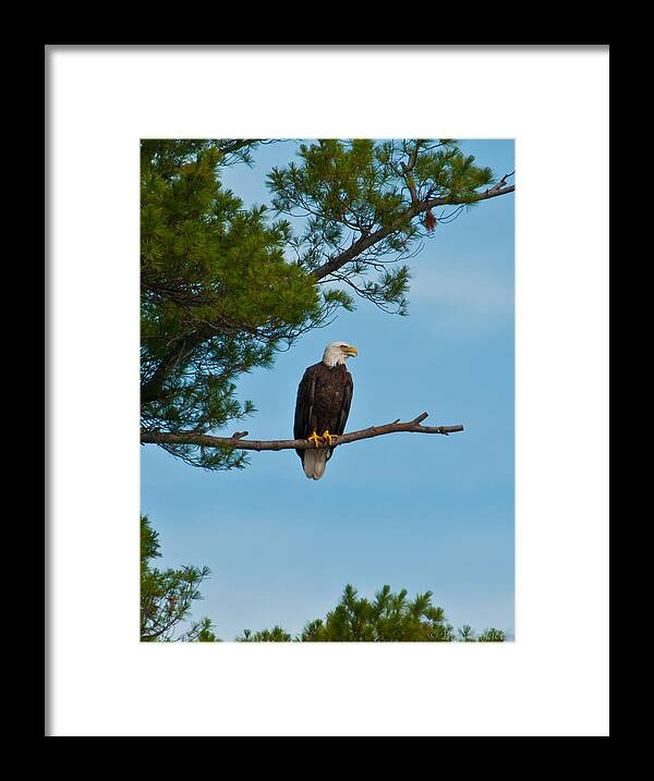 Bald Eagle Framed Print featuring the photograph Out on a Limb by Brenda Jacobs