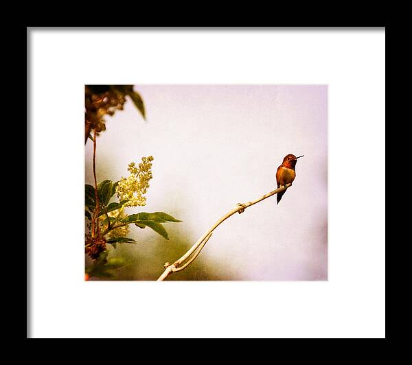 Hummingbird Framed Print featuring the photograph Out on a Limb by Peggy Collins