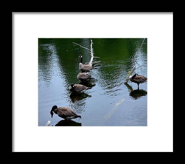 Outcast Framed Print featuring the photograph Outcast by Laureen Murtha Menzl
