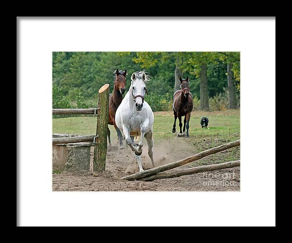 Horse Framed Print featuring the photograph Over The Fence by Ang El