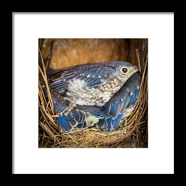 Bird Framed Print featuring the photograph Overflow Seating by Bill Pevlor