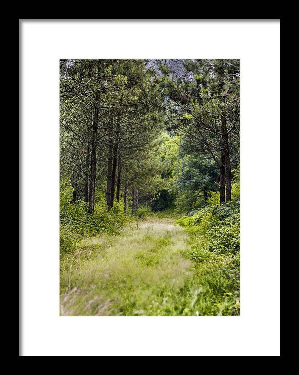 Green Framed Print featuring the photograph Overgrown Forest Path by Georgia Clare