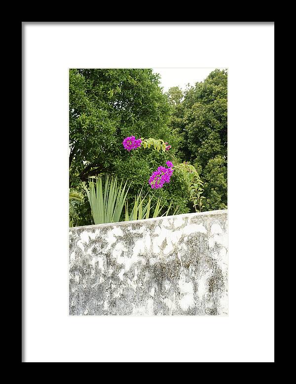 Mexico Framed Print featuring the photograph OVERHANGING BLOSSOMS Yaxcopoil Mexico by John Mitchell