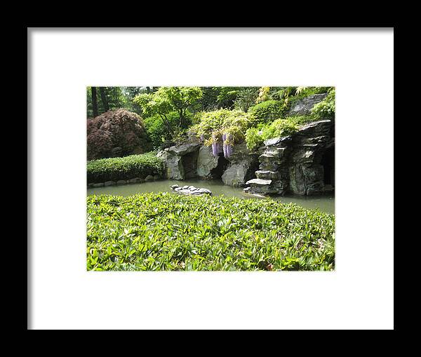 Wisteria Framed Print featuring the photograph Overhanging Wisteria by Melissa McCrann
