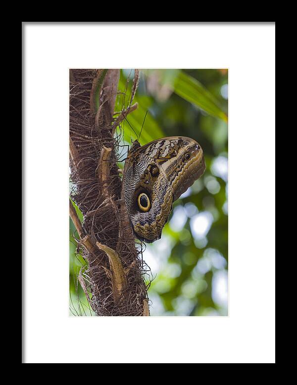 Animal Framed Print featuring the photograph Owl Butterfly by Jack R Perry