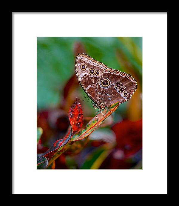 Basilica Framed Print featuring the photograph Owl butterfly by Pam DeCamp