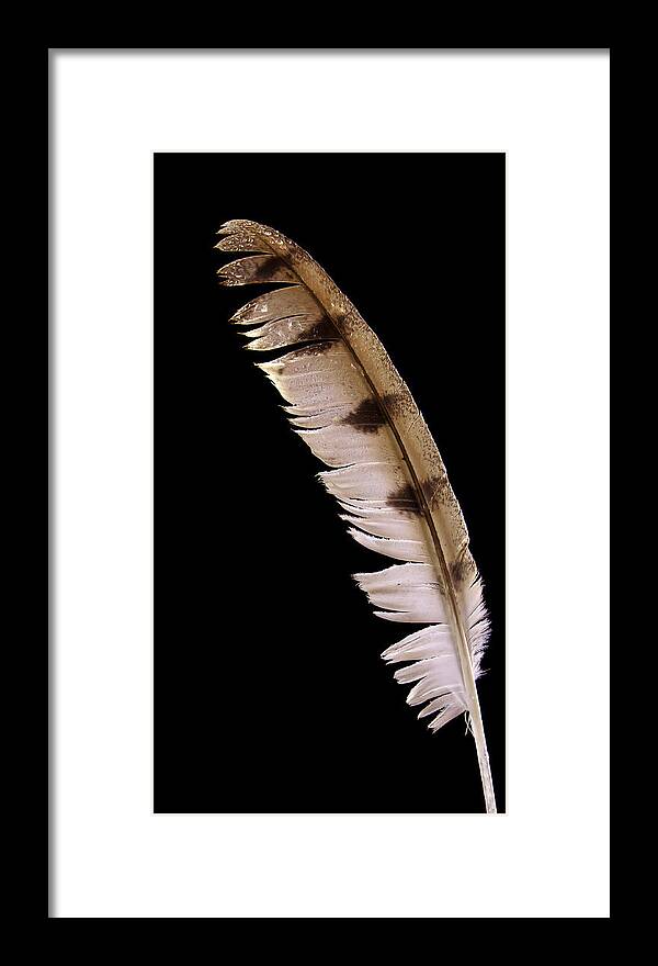 Jean Noren Framed Print featuring the photograph Owl Feather by Jean Noren